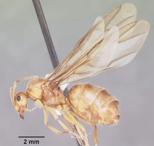 Prenolepis imparis - CASENT0104434
