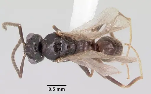 Prenolepis imparis - CASENT0104863