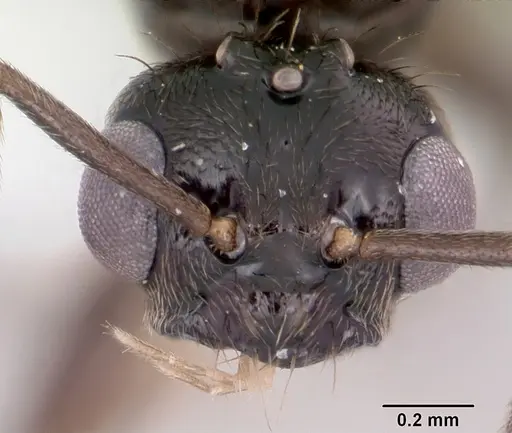 Prenolepis imparis - CASENT0104863