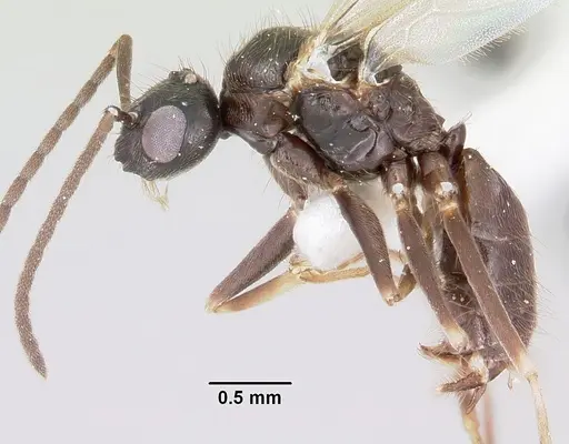 Prenolepis imparis - CASENT0104863