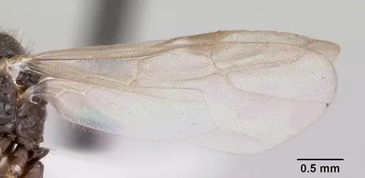 Prenolepis imparis - CASENT0104863