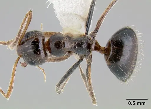 Prenolepis imparis - CASENT0106035