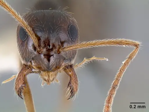 Prenolepis imparis - CASENT0106035