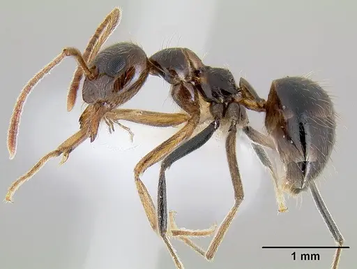 Prenolepis imparis - CASENT0106035