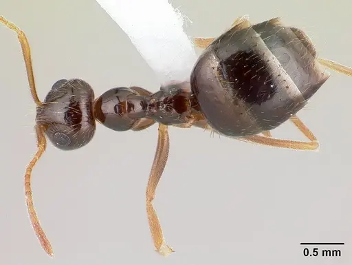 Prenolepis imparis - CASENT0179611