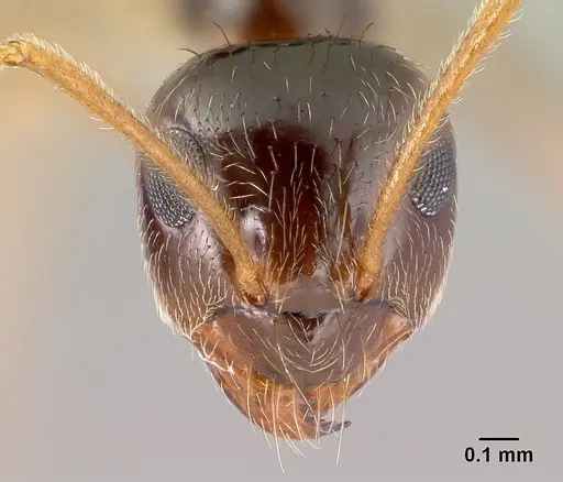 Prenolepis imparis - CASENT0179611