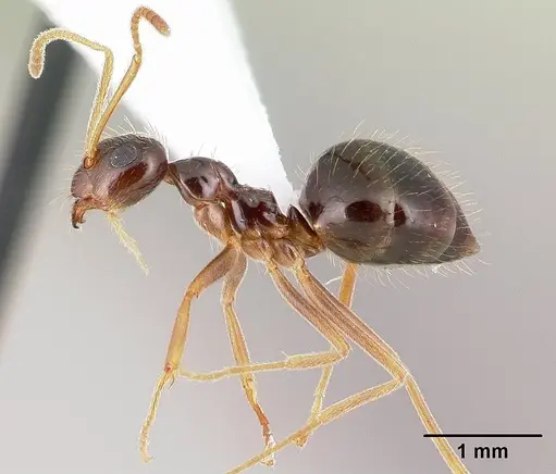 Prenolepis imparis - CASENT0179611