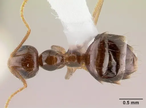 Prenolepis imparis - CASENT0179615
