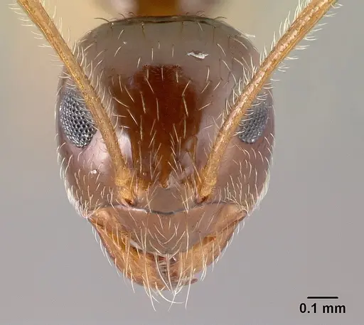 Prenolepis imparis - CASENT0179615