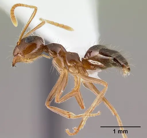 Prenolepis imparis - CASENT0179615