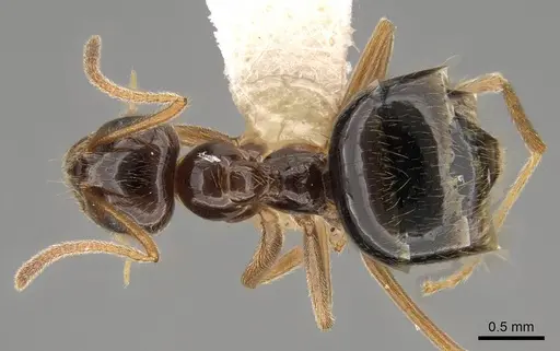 Prenolepis imparis - CASENT0281459