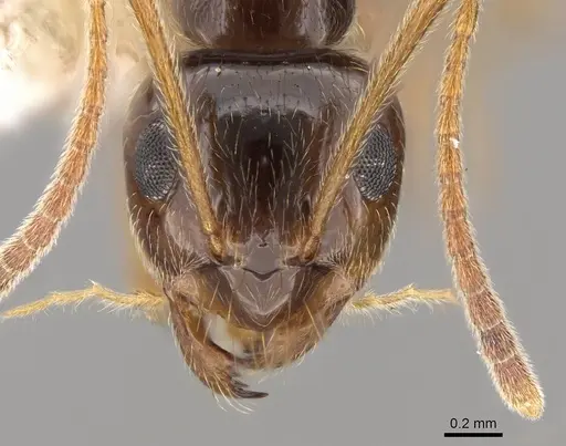 Prenolepis imparis - CASENT0281459