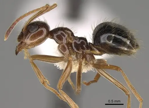 Prenolepis imparis - CASENT0281459