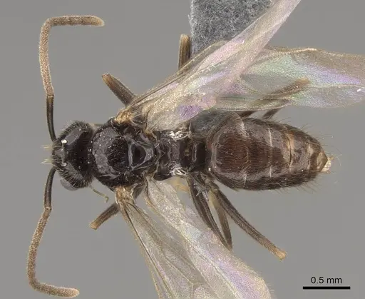 Prenolepis imparis - CASENT0770599