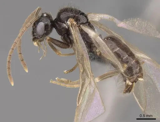 Prenolepis imparis - CASENT0770599