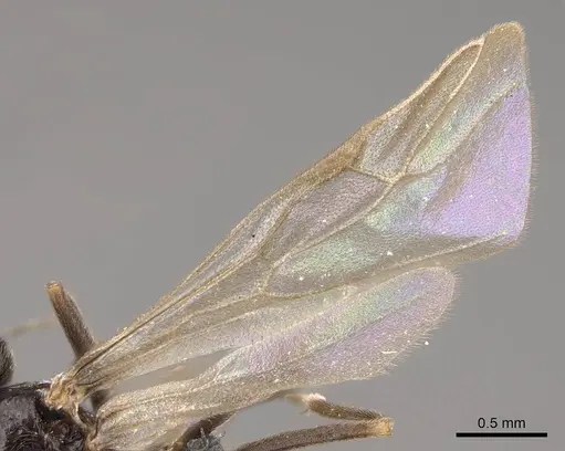 Prenolepis imparis - CASENT0770599