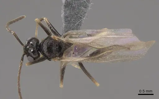 Prenolepis imparis - CASENT0770620