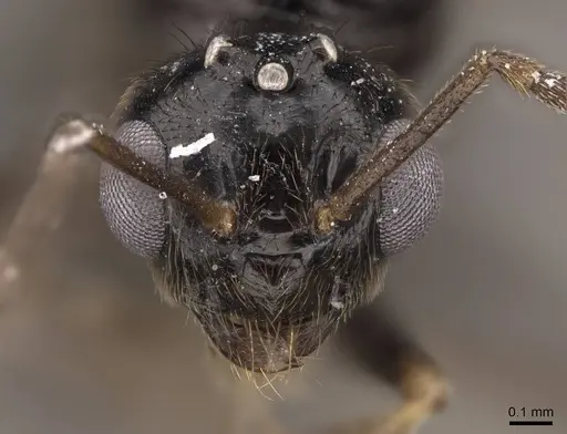 Prenolepis imparis - CASENT0770620