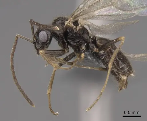 Prenolepis imparis - CASENT0770620