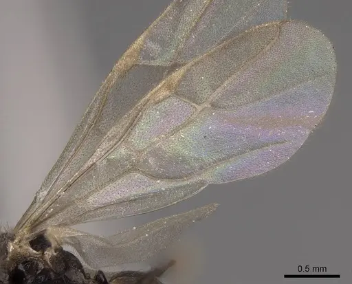 Prenolepis imparis - CASENT0770620
