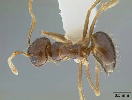Prenolepis imparis - CASENT0844116