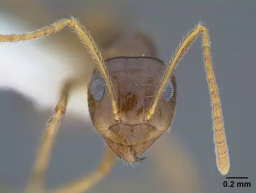 Prenolepis imparis - CASENT0844116