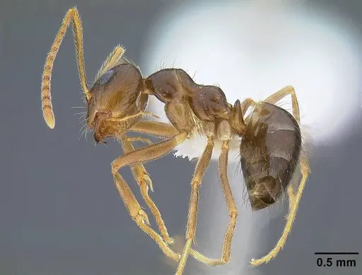 Prenolepis imparis - CASENT0844116