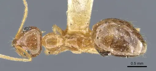 Prenolepis imparis - CASENT0905672