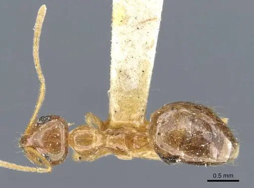 Prenolepis imparis - CASENT0905672
