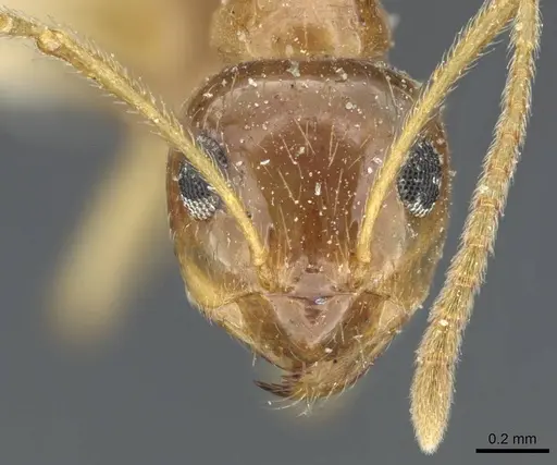 Prenolepis imparis - CASENT0905672