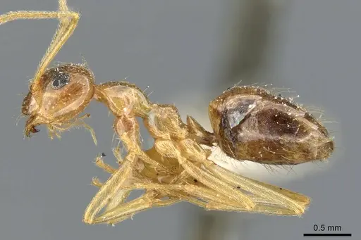 Prenolepis imparis - CASENT0905672
