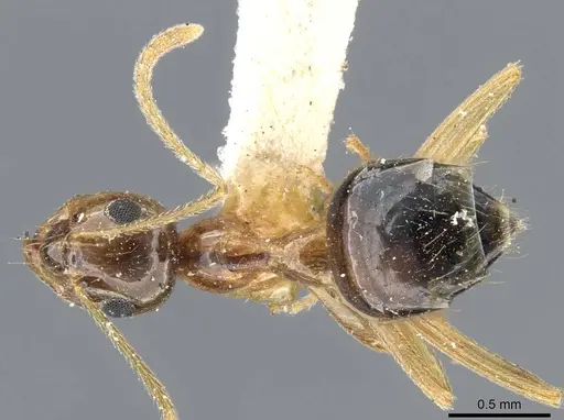 Prenolepis imparis - CASENT0905673