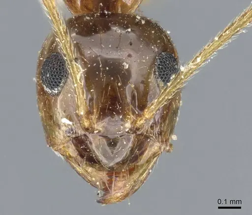 Prenolepis imparis - CASENT0905673