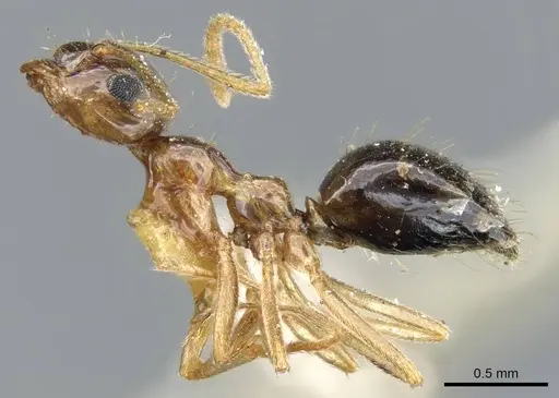 Prenolepis imparis - CASENT0905673