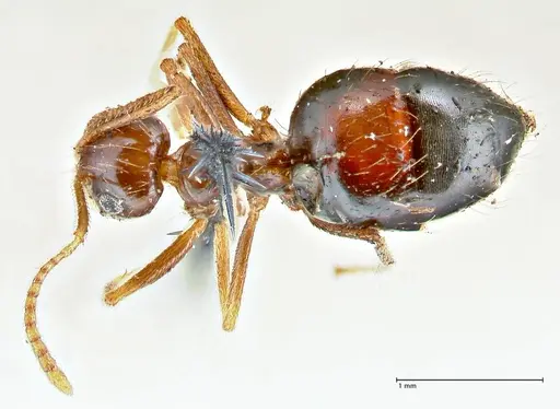Prenolepis imparis - FOCOL2720