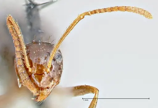 Prenolepis imparis - FOCOL2720