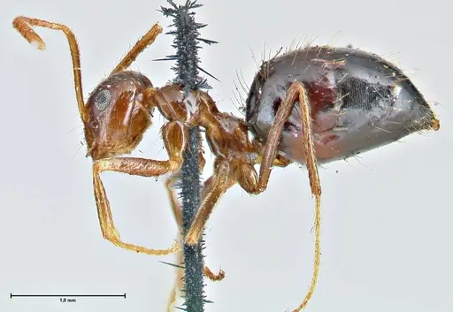 Prenolepis imparis - FOCOL2720