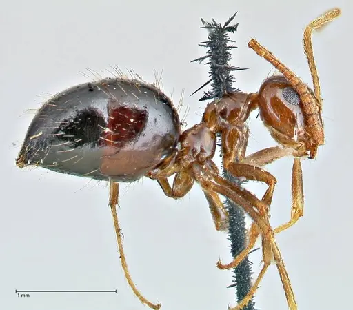 Prenolepis imparis - FOCOL2720
