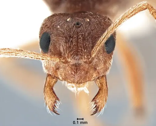 Prenolepis imparis - LACMENT326280
