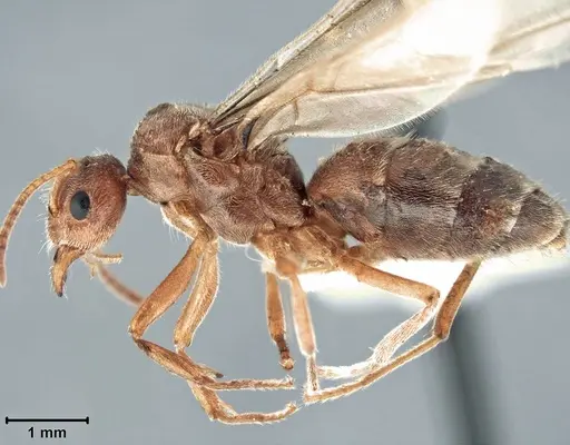 Prenolepis imparis - LACMENT326280