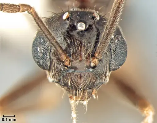 Prenolepis imparis - USNMENT00754902