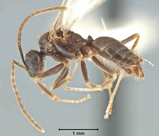 Prenolepis imparis - USNMENT00754902