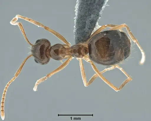 Prenolepis imparis - USNMENT00755082