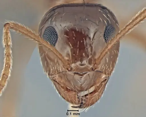 Prenolepis imparis - USNMENT00755082
