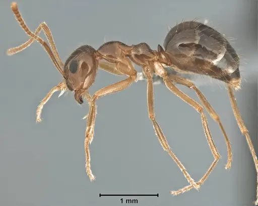 Prenolepis imparis - USNMENT00755082