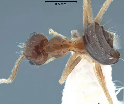 Prenolepis jacobsoni specimen