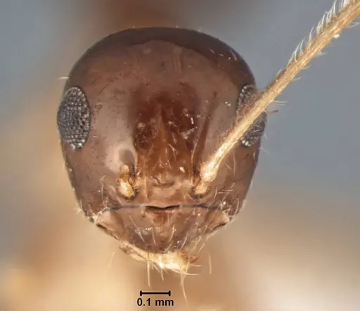 Prenolepis jacobsoni specimen