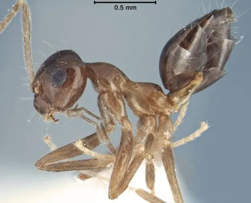 Prenolepis jacobsoni specimen