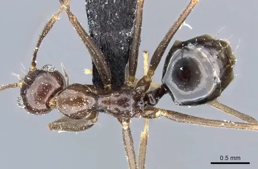 Prenolepis jerdoni specimen