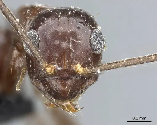 Prenolepis jerdoni specimen